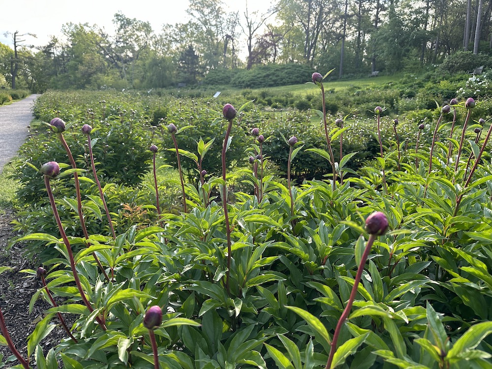 Peony garden with fresh sprouts