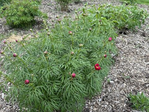 Peony garden with fresh sprouts