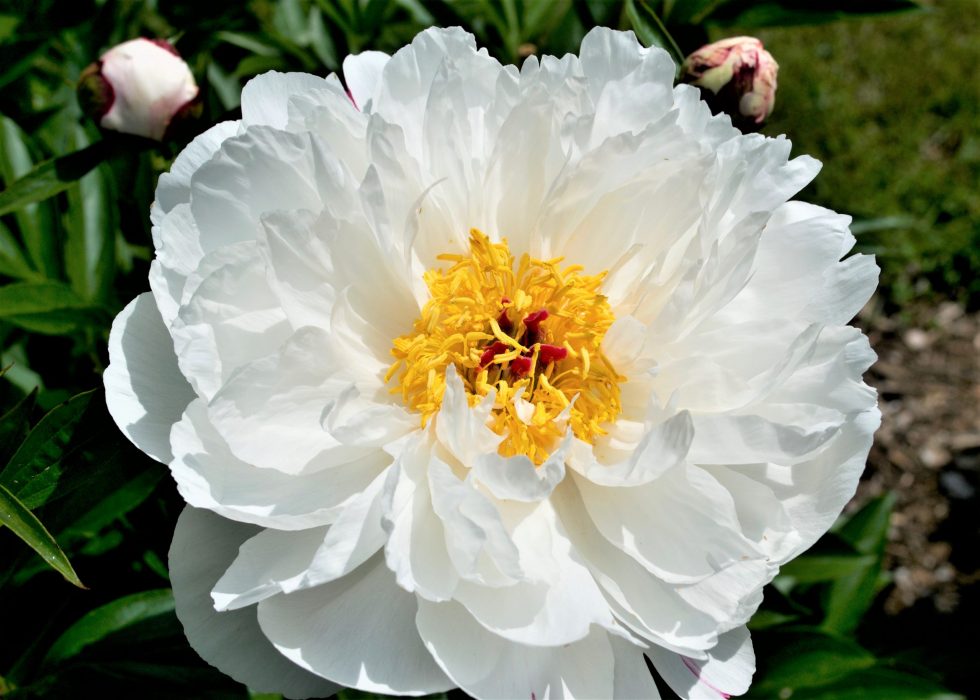 White poeny flower