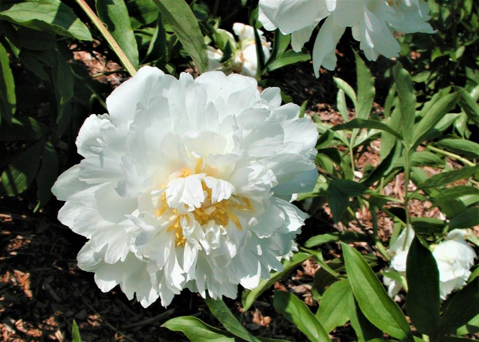 White petal flower