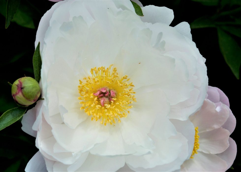 White poeny flower