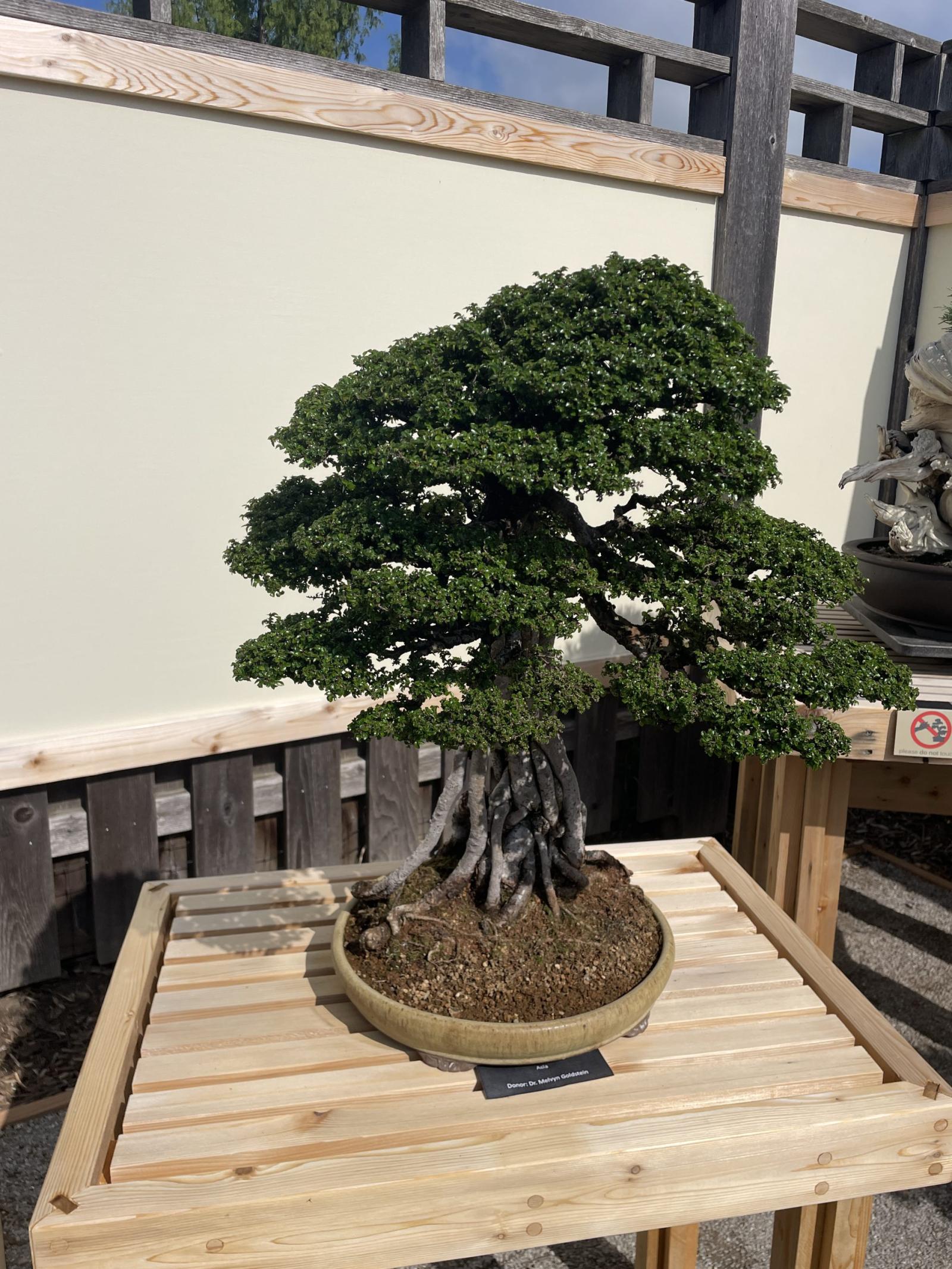 Chinese Elm bonsai tree