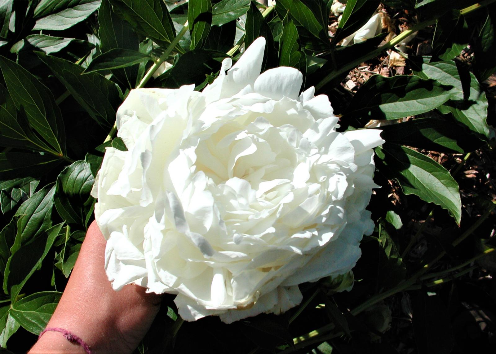 A white Ann Cousins flower.