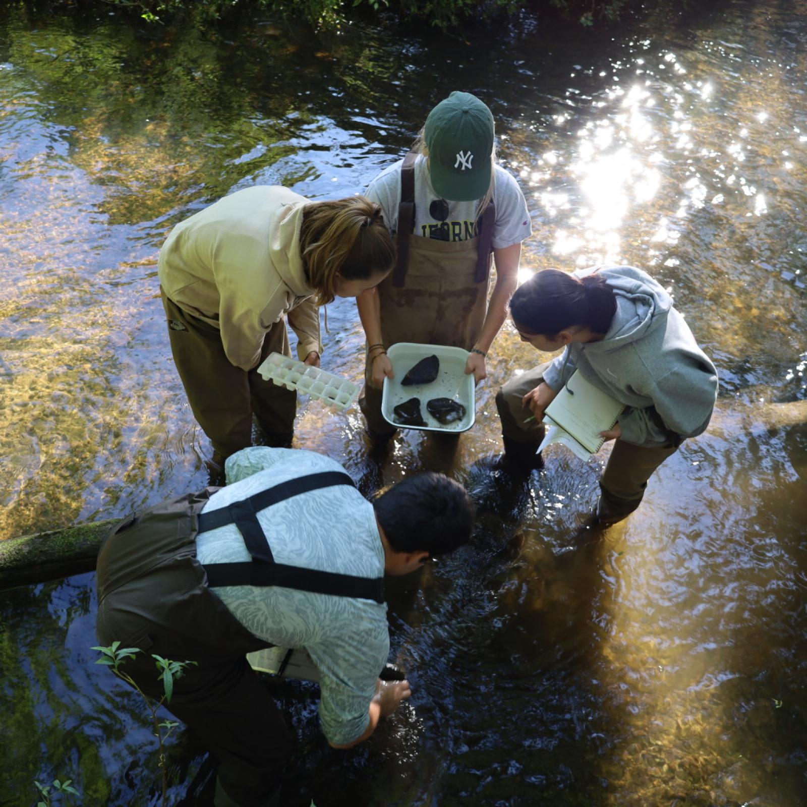 A group of people collecting specimens in the river
