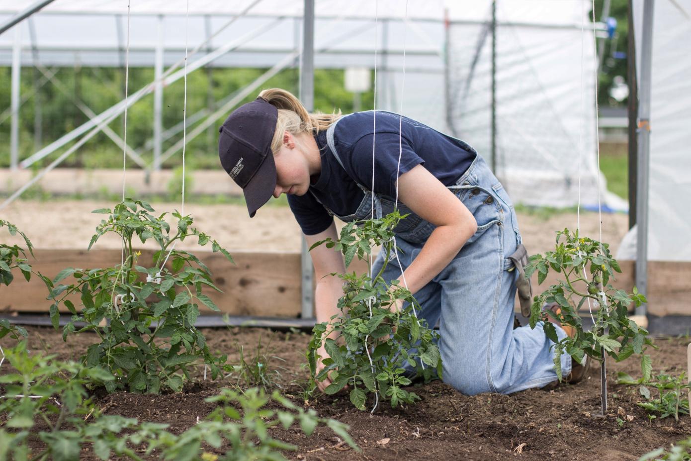 Student working with plants in a greenhouse