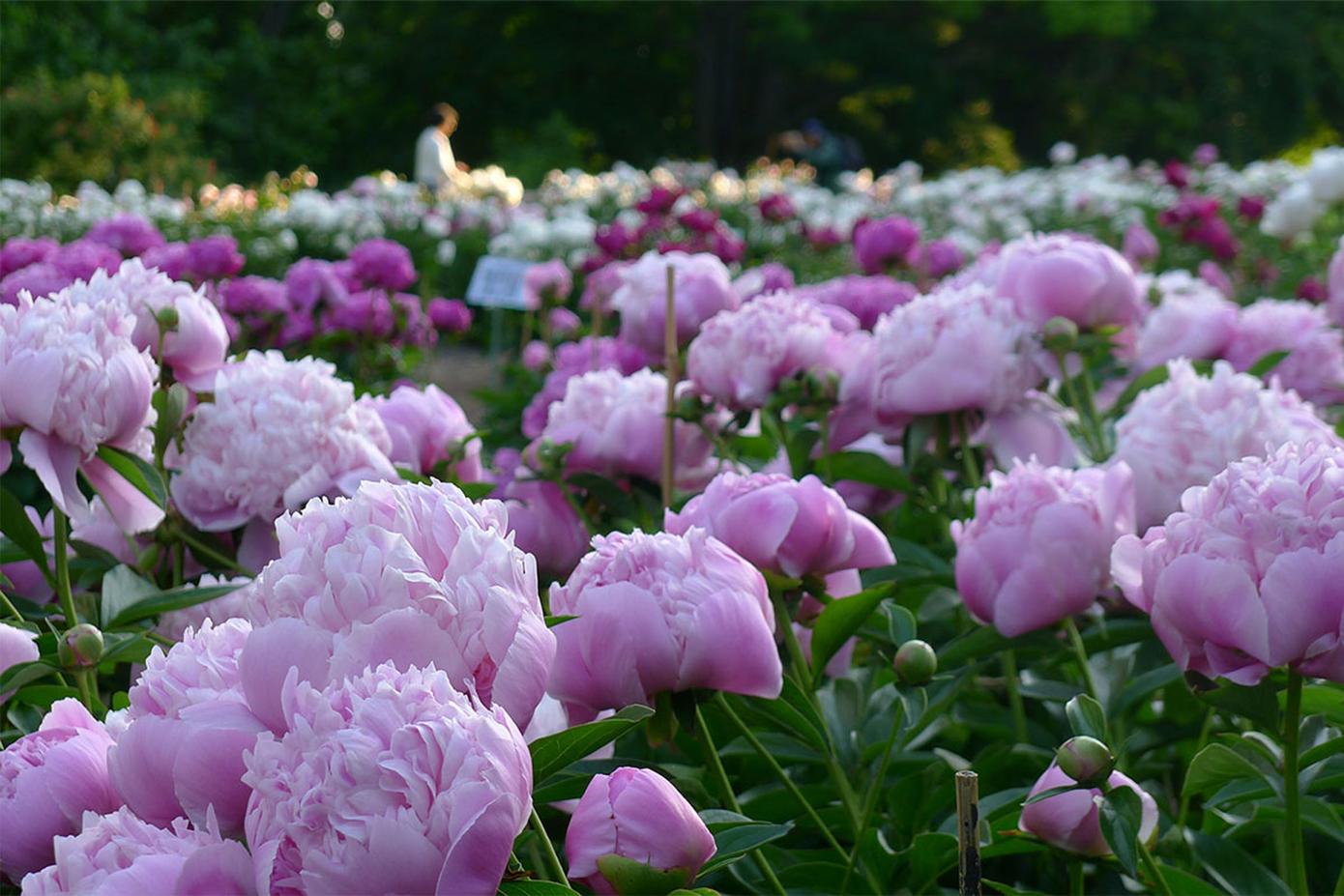 A flower bed of peonies