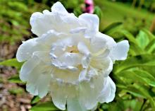 A White Baroness Schroder Peony.