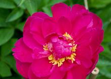 A red Cherry Hill peony.