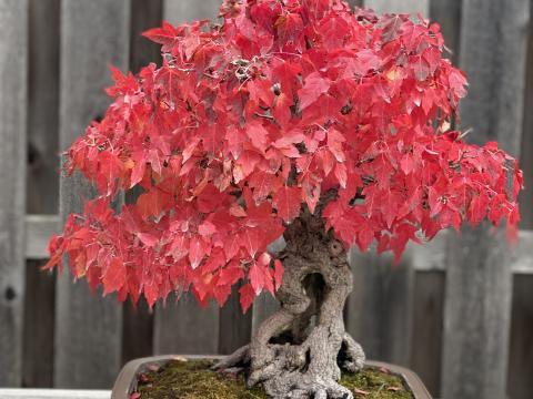 Amur Maple bonsai tree