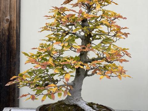 Japanese Beech bonsai tree