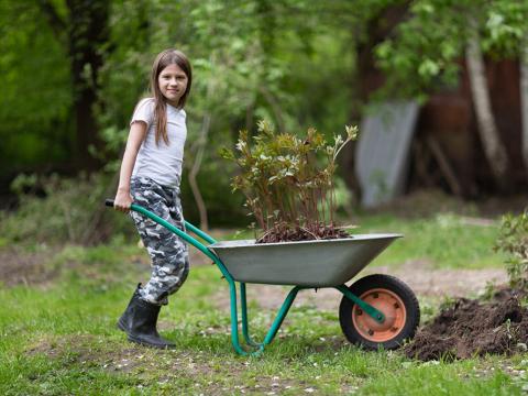 Child hauling a wheelbarrow of sprouting peonies