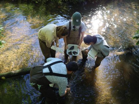 Researchers collecting specimens from a river
