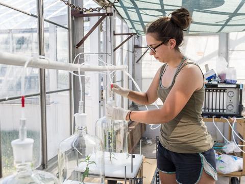 Researcher experimenting with plants in jars