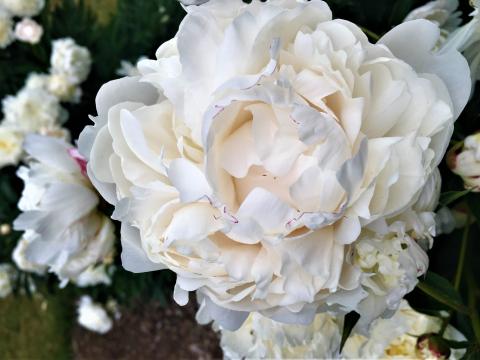 A white Betty Blossom Peony.