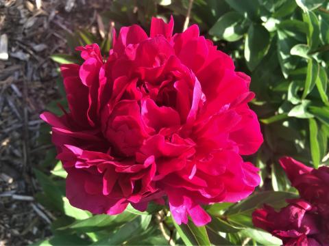 A red Charles McKellip peony.