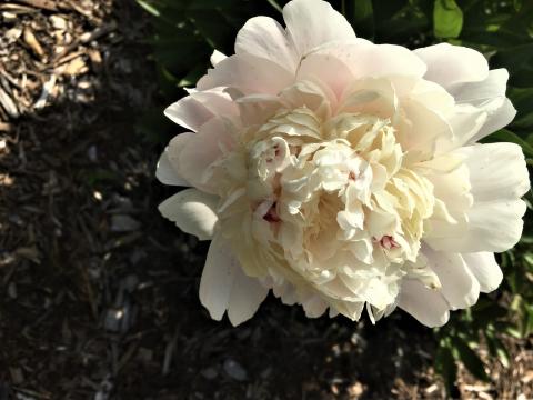 A pink Chestine Gowdy peony.