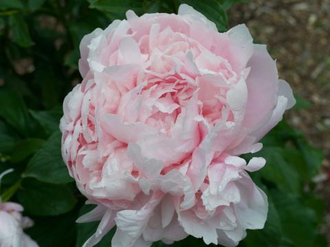 A pink Claire DuBois peony.