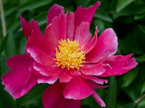A red Flag of War peony.