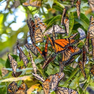 A mass of monarchs in a tree