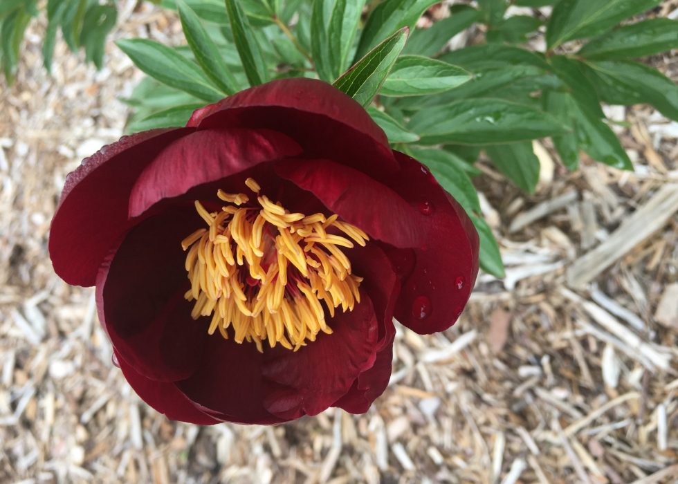 Red peony flower