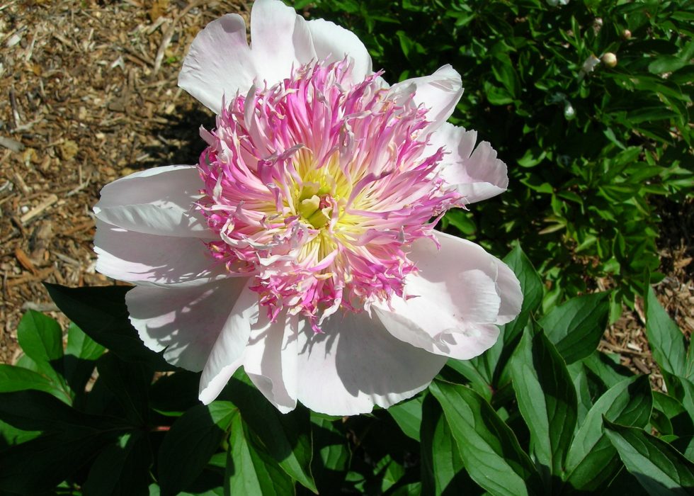 Pink peony flower