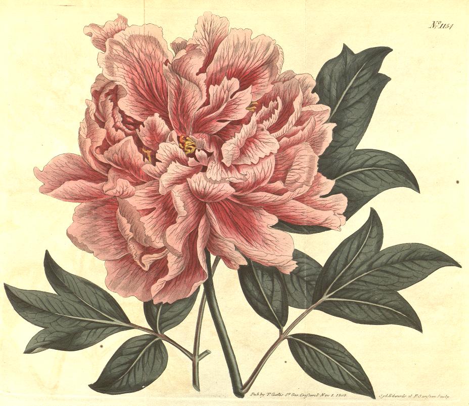 18th century scientific illustration of a peony