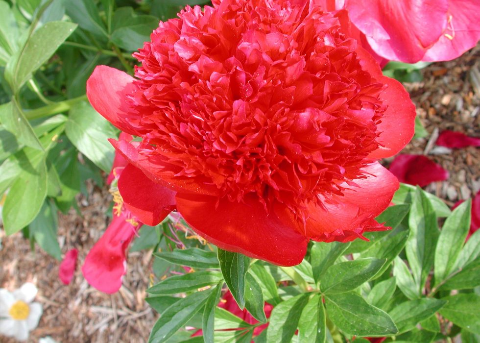 Very bright red peony flower