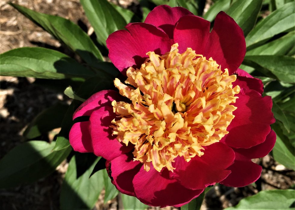 Red peony flower