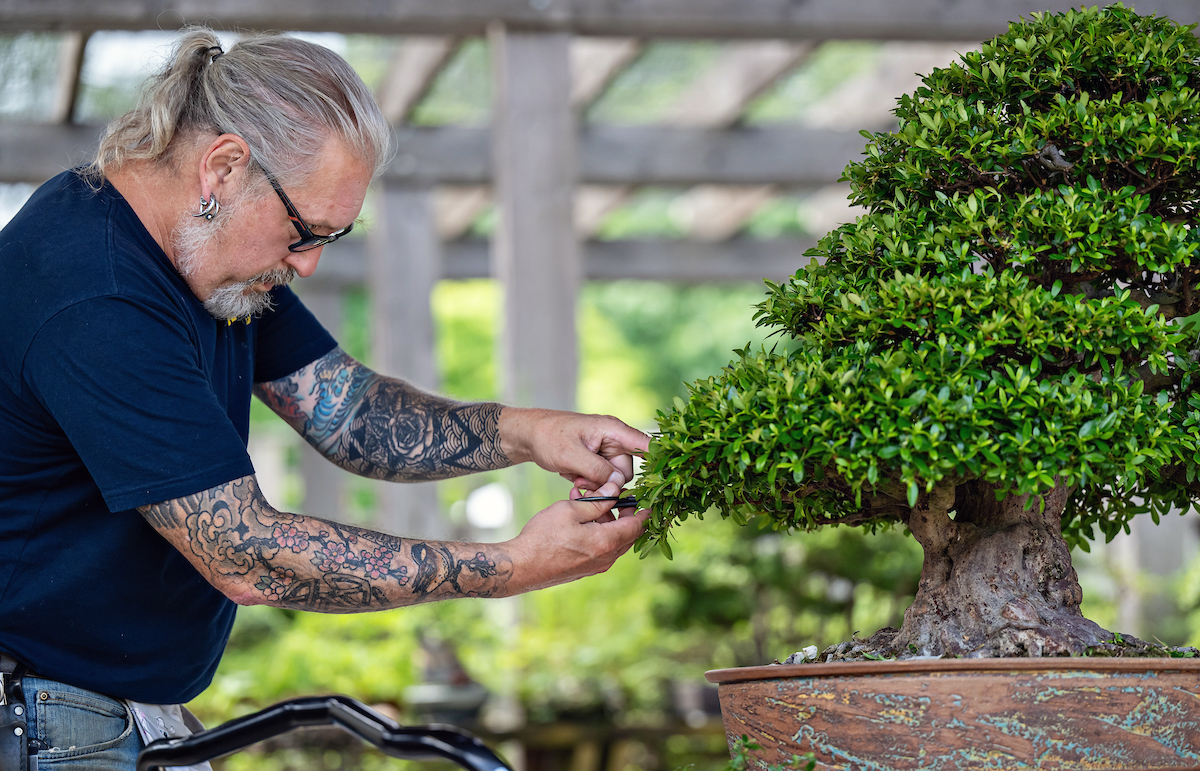 A bonsai caretaker trimming branches