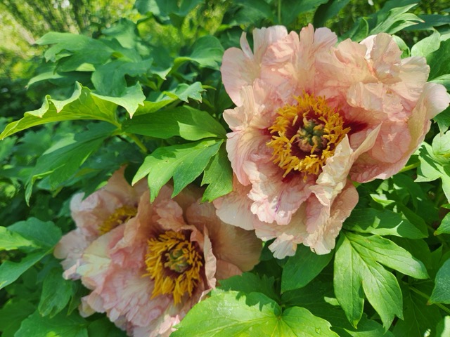 Peony garden with fresh sprouts