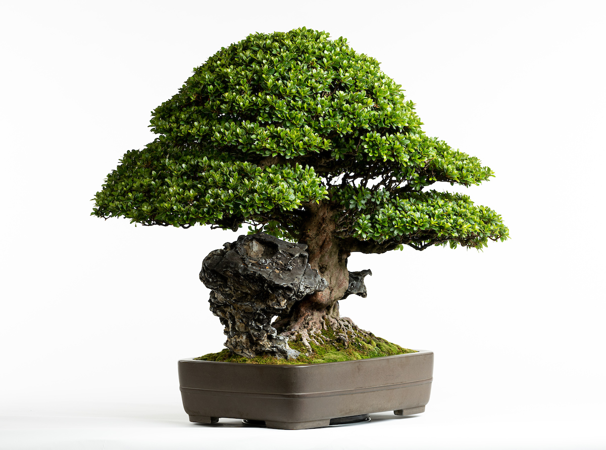 lego bonsai media markt LEGO 10281 main image 0