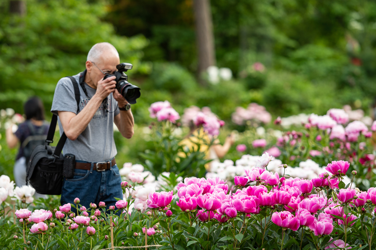 Photographer photographing a bed of blooming peonies