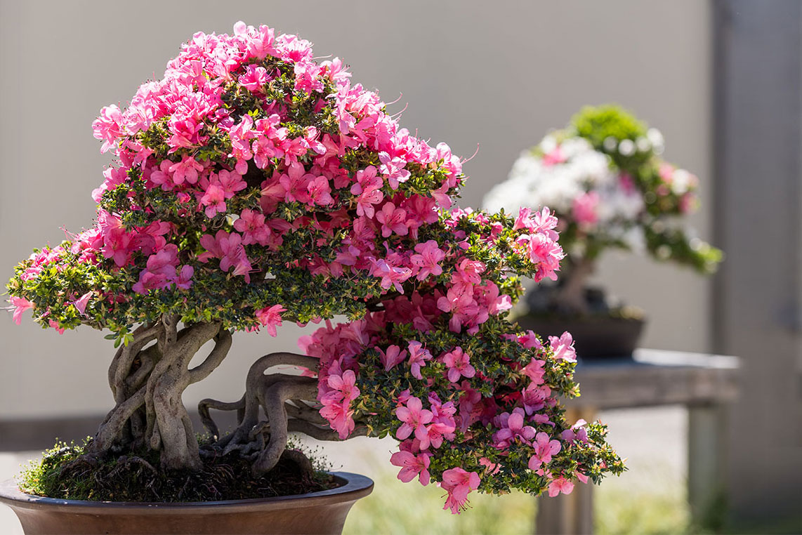 Bonsai tree with vibrant pink flowers