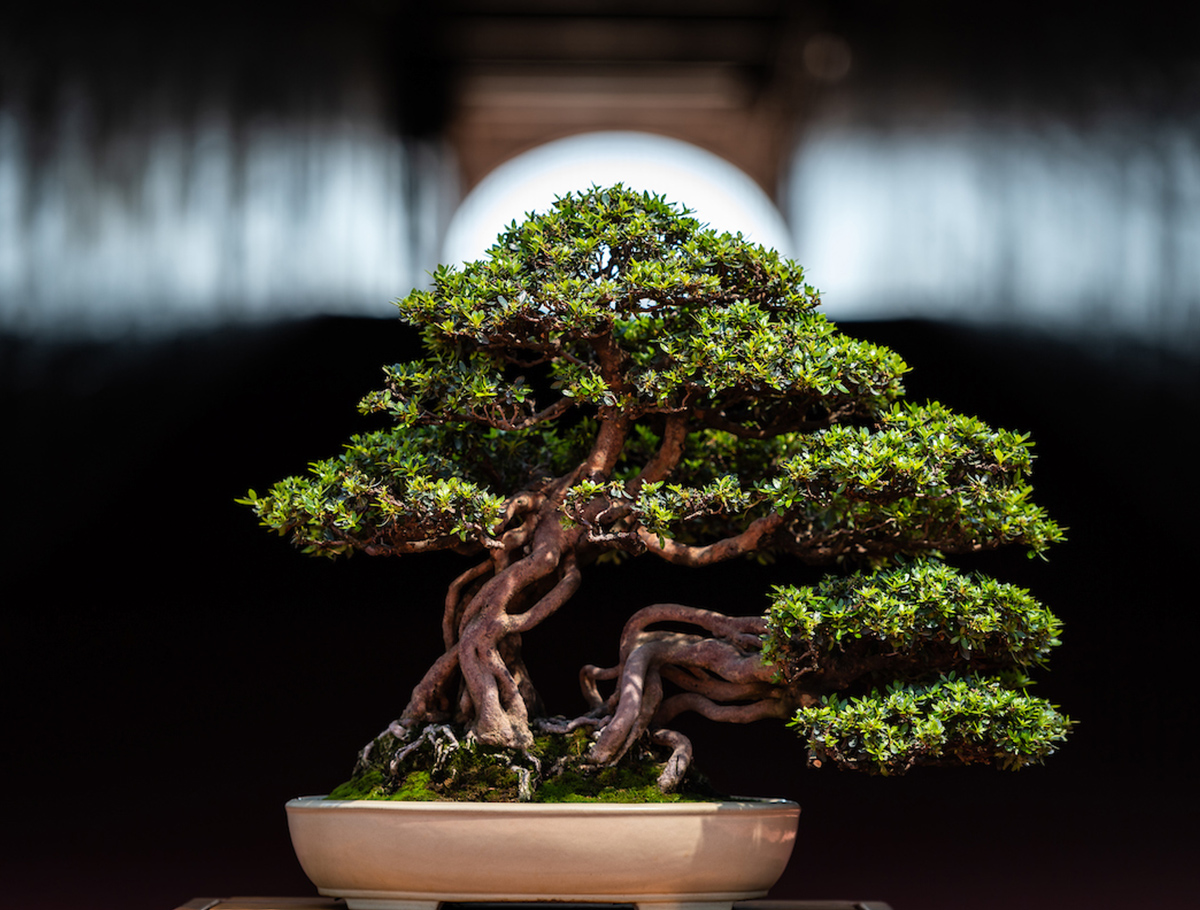 Informal bonsai against a stark black background