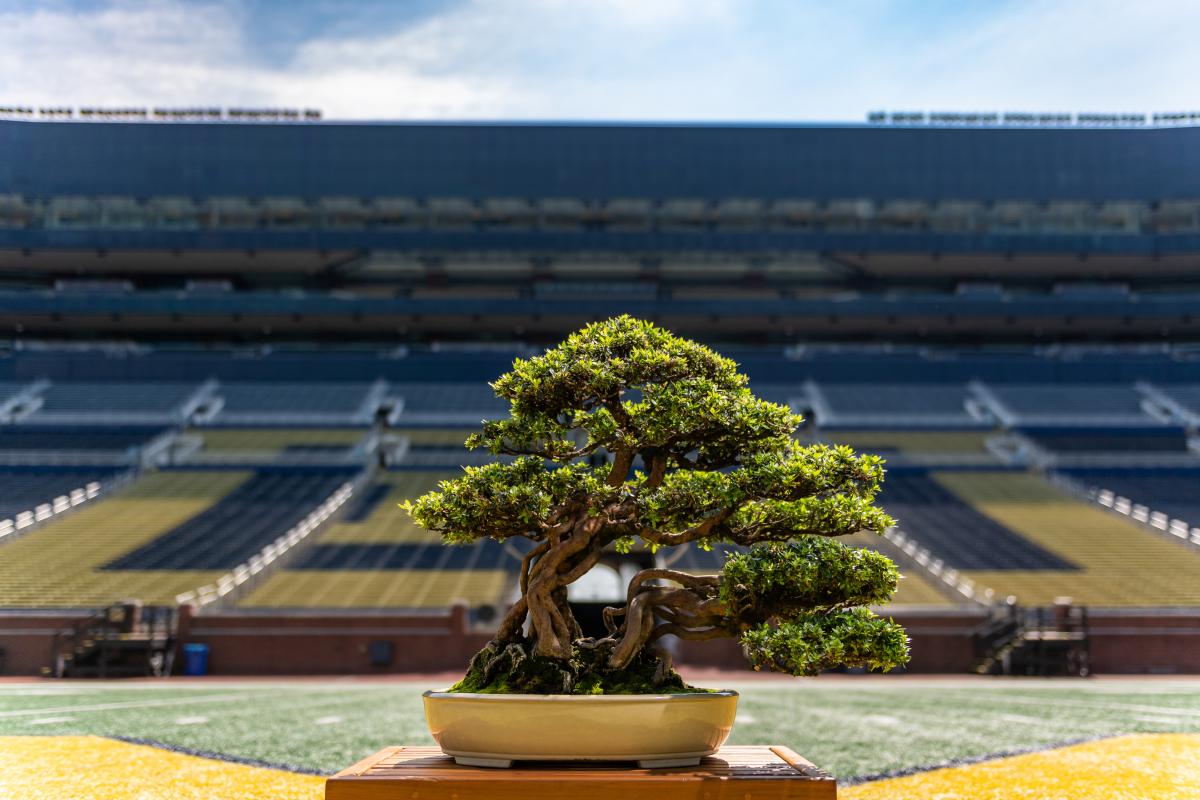 pinus watereri bonsai Pinus sylvestris 'Watereri' - Cloud Bonsai - Specimen 2 main image 1