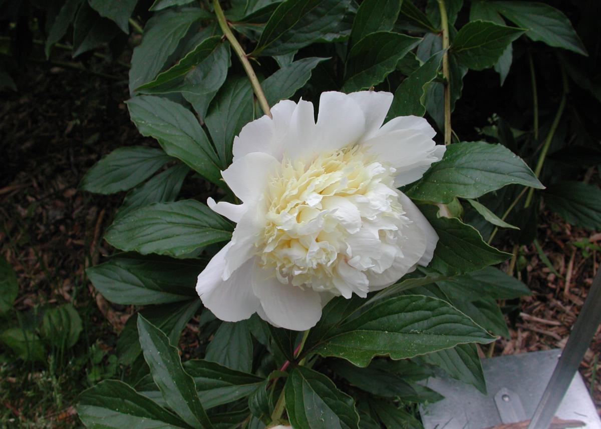 Primevere | Matthaei Botanical Gardens & Nichols Arboretum