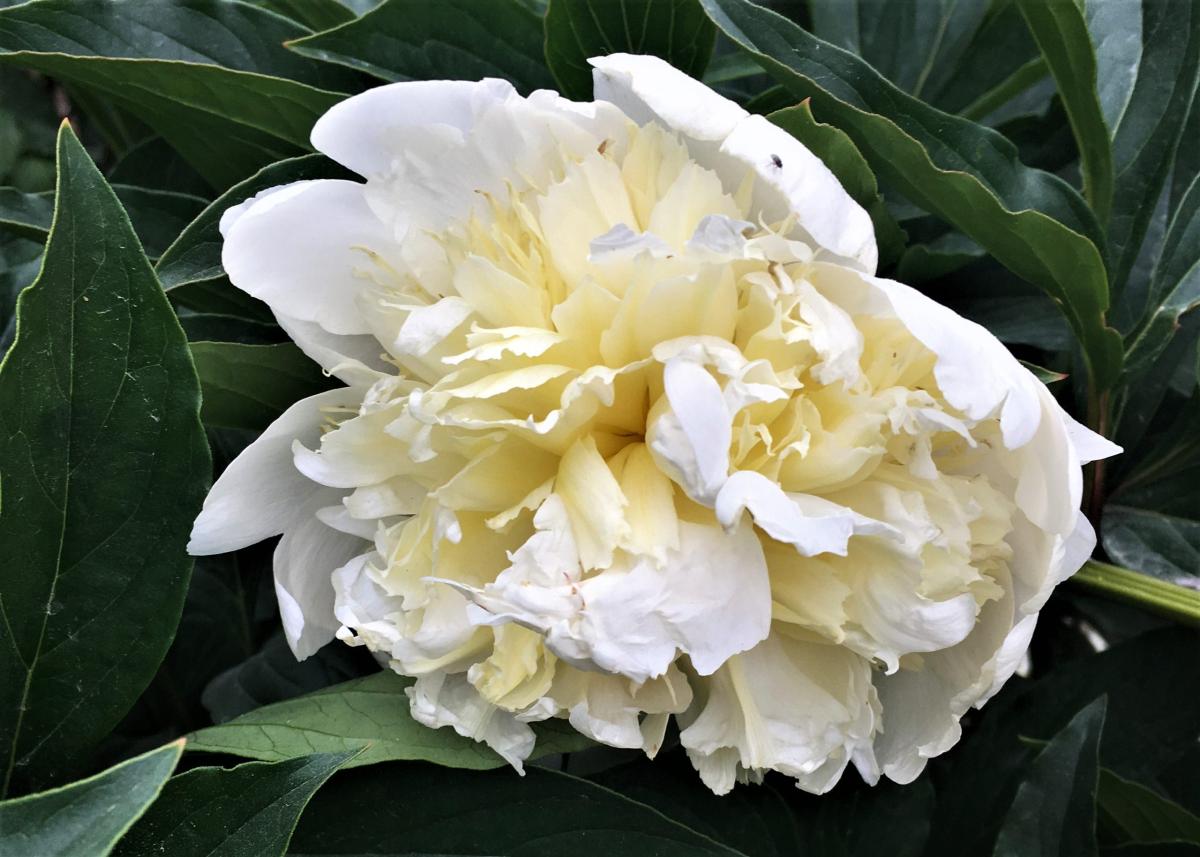 Primevere | Matthaei Botanical Gardens & Nichols Arboretum