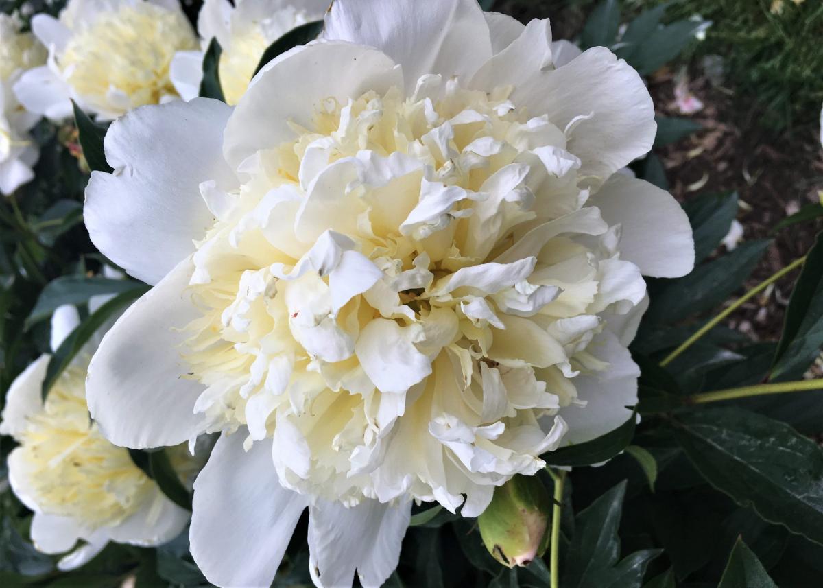 Primevere | Matthaei Botanical Gardens & Nichols Arboretum