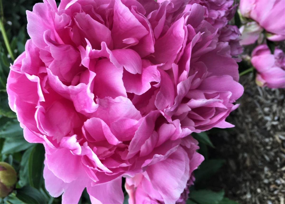 Queen of Hamburg | Matthaei Botanical Gardens & Nichols Arboretum