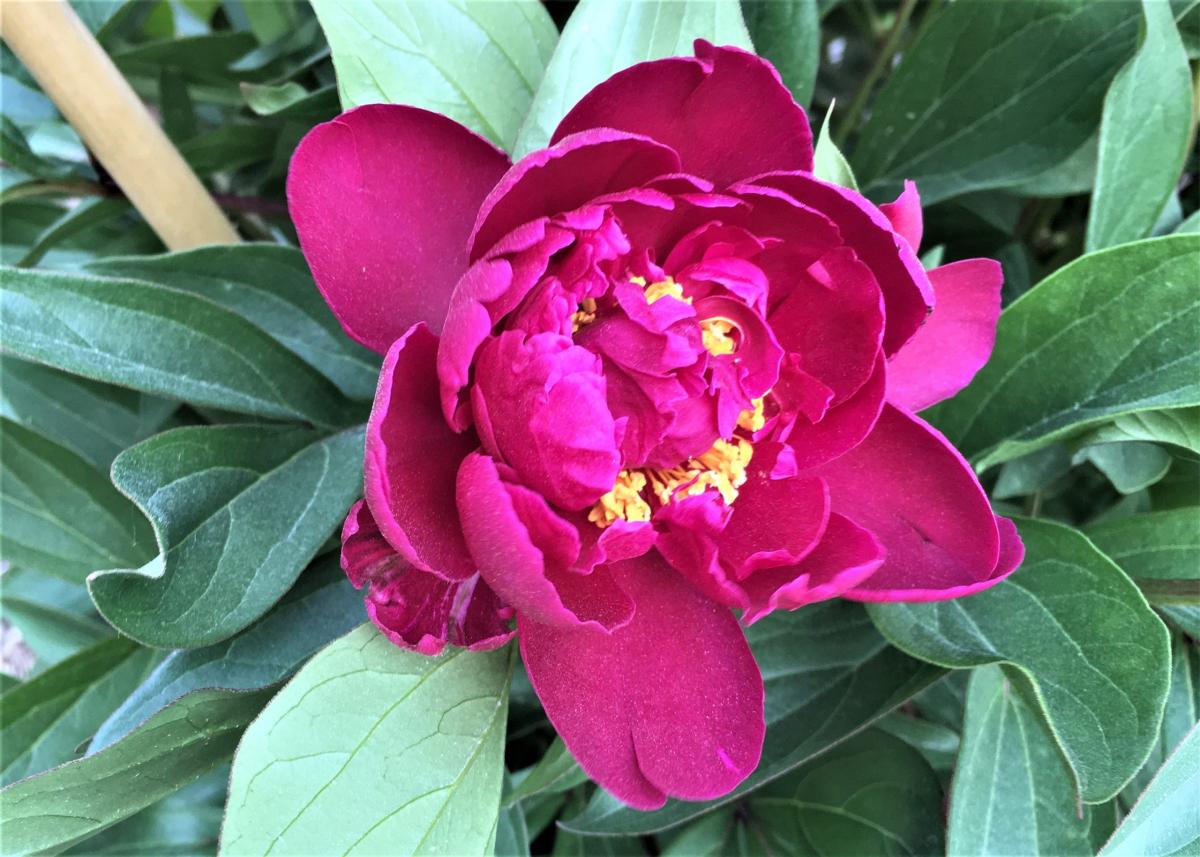 Shawnee Chief | Matthaei Botanical Gardens & Nichols Arboretum