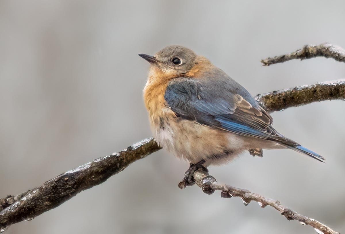Eastern bluebird resting on a tree branch.