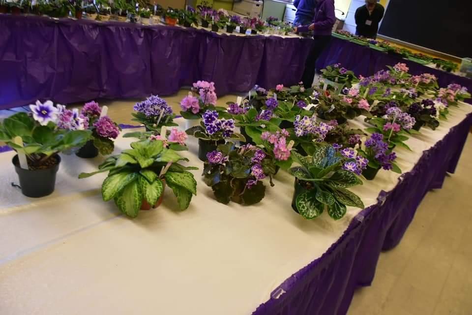African violets displayed on a table