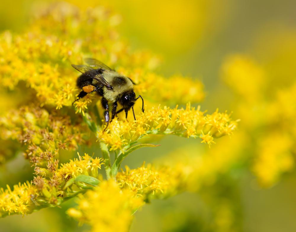 Bee on goldenrod