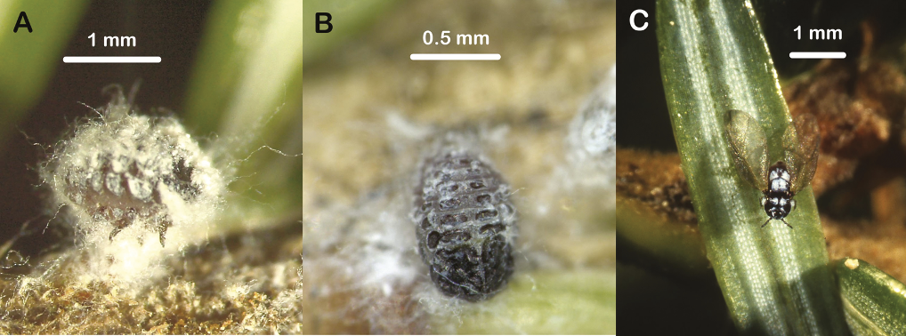 The various forms of adult hemlock woolly adelgids.