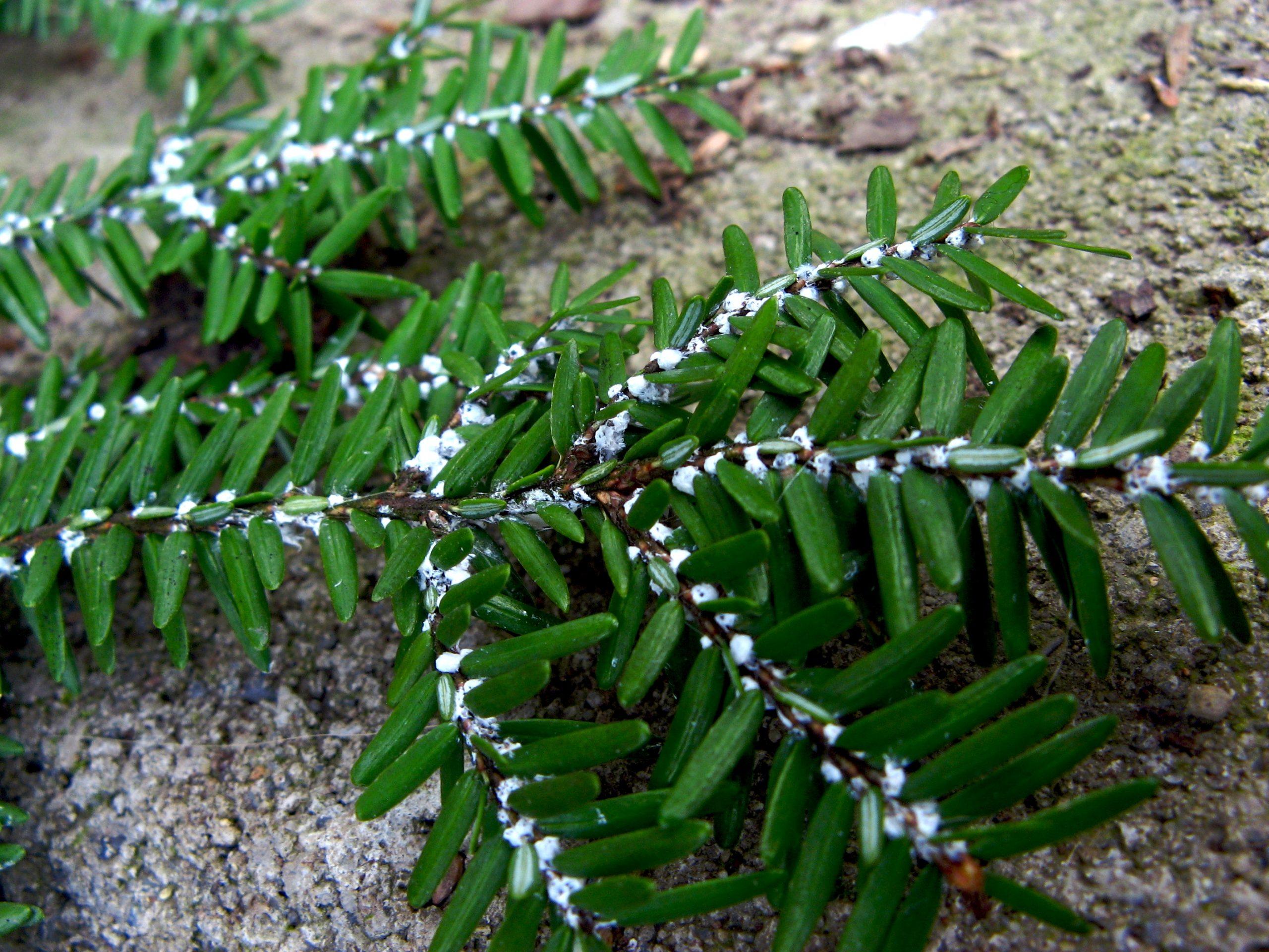 Hemlock woolly adelgid infesting an eastern hemlock tree near Ithaca, NY. The adelgids look like tiny cotton balls at the base of the hemlock leaves. 