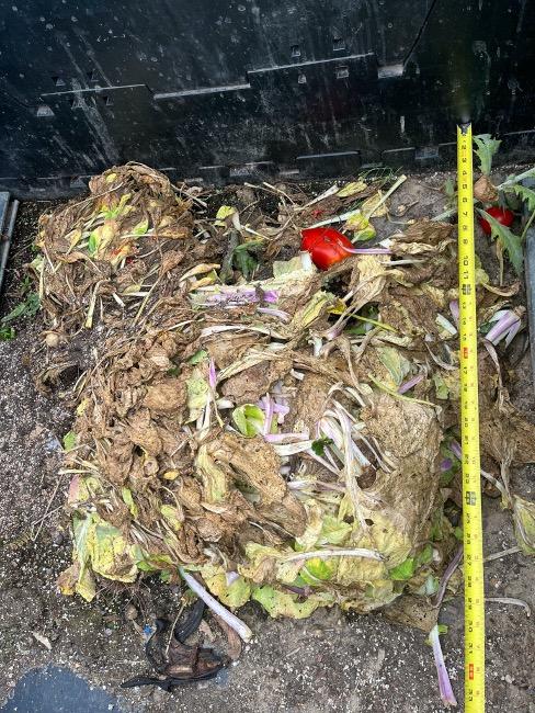 A pile of organic waste from Matthaei Botanical Gardens. It looks like trash now, but Wooldridge’s team sees its potential value.