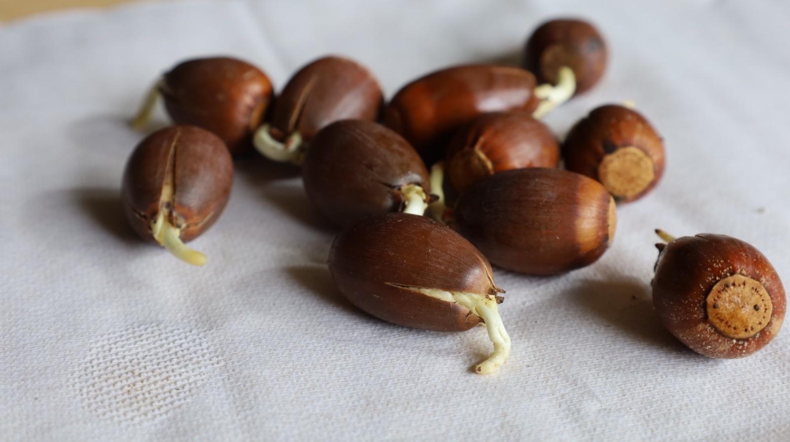 Acorns are being kept in cold storage, ready to be planted at Nichols Arboretum.