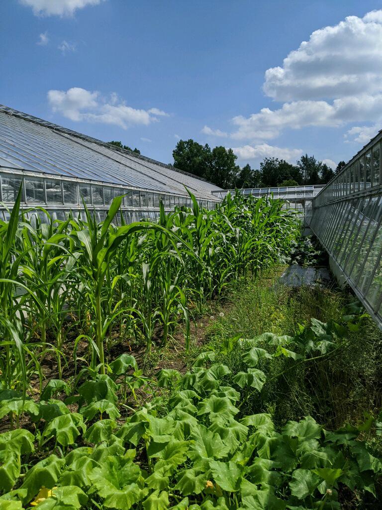 Fox blue corn and Illini squash plants growing at Matthaei Botanical Gardens in the summer of 2020.