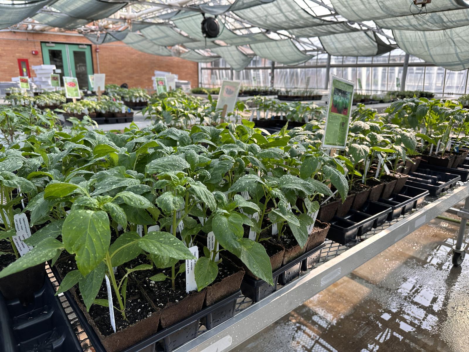 Pepper seedlings in greenhouse 