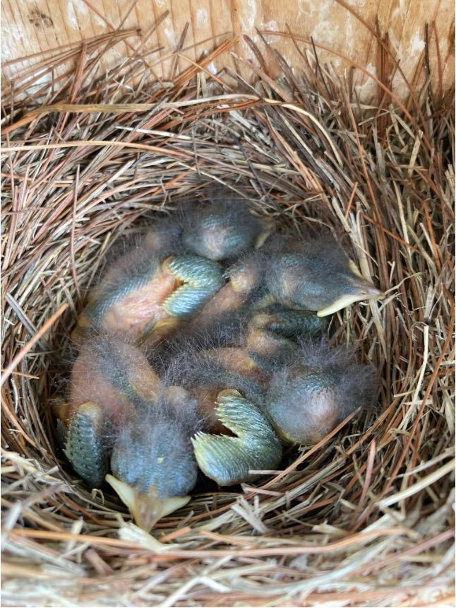  Bluebird hatchlings in their pine-needle nest.